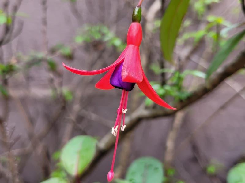 Fuchsia_magellanica