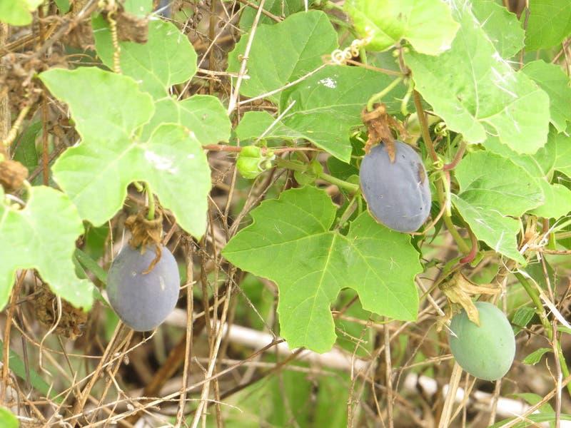 Passiflora_morifolia