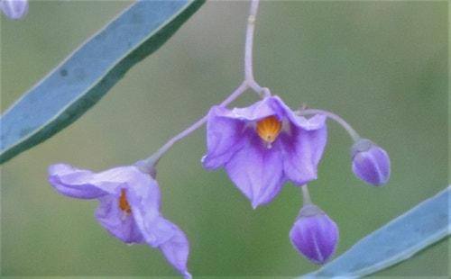 Solanum_glaucophyllum
