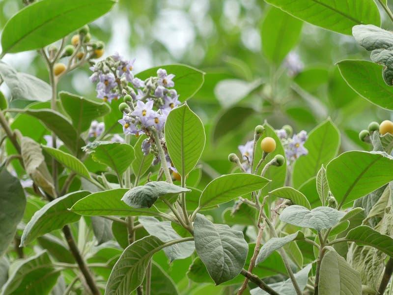 Solanum_granulosum-leprosum