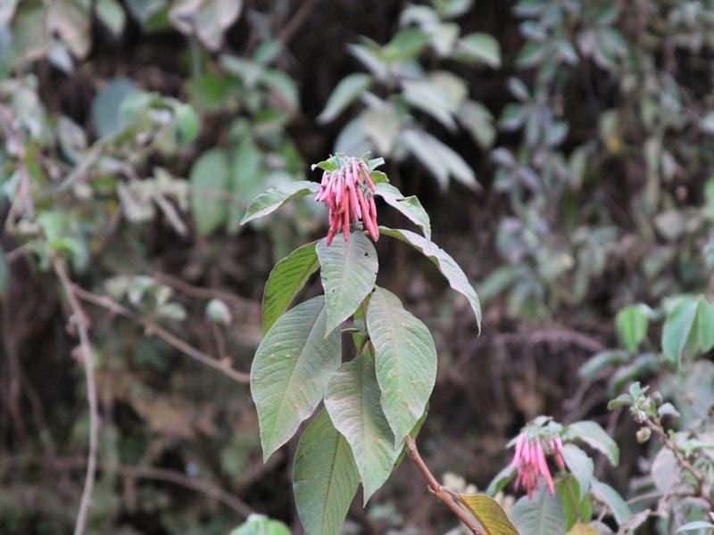 Fuchsia_boliviana