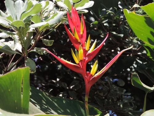 Heliconia_brasiliensis