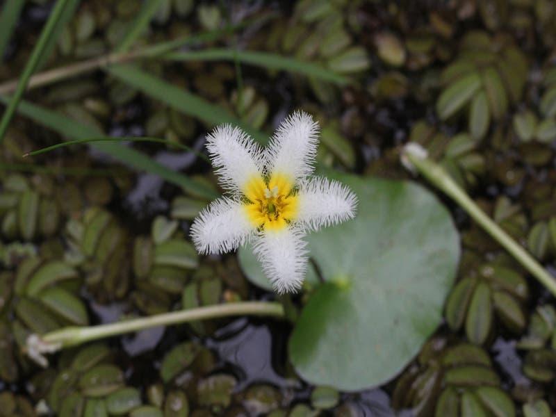 Nymphoides_indica