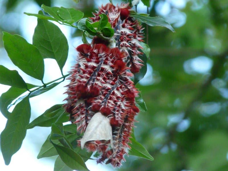 Lonchocarpus_nitidus