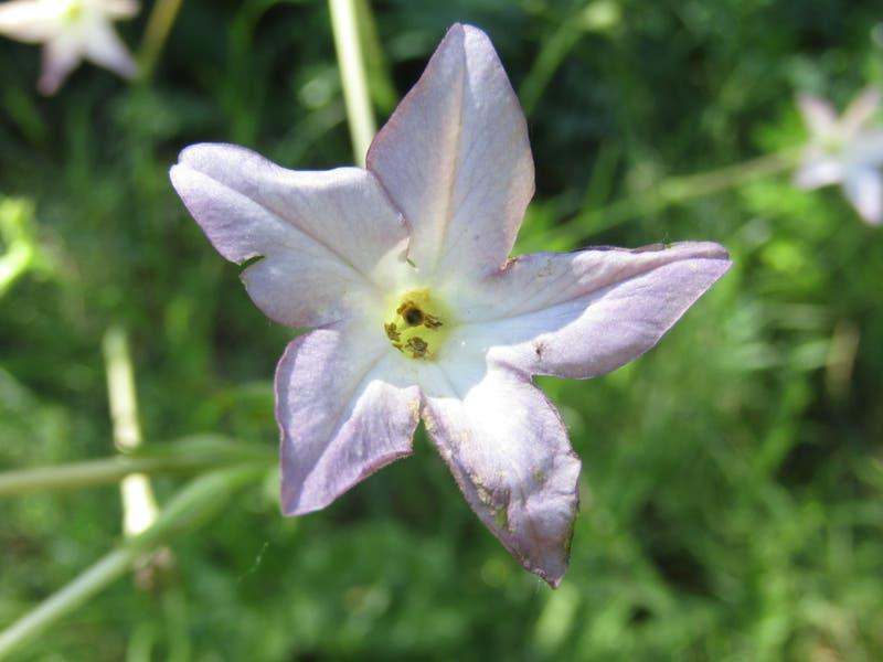 Nicotiana_longiflora