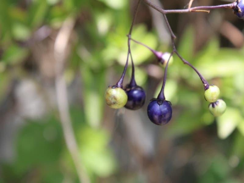 Solanum_laxum
