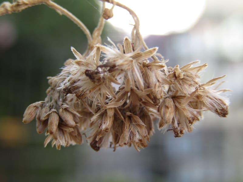 Austroeupatorium_inulifolium