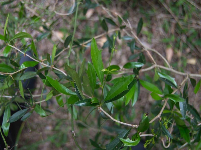 Berberis_ruscifolia