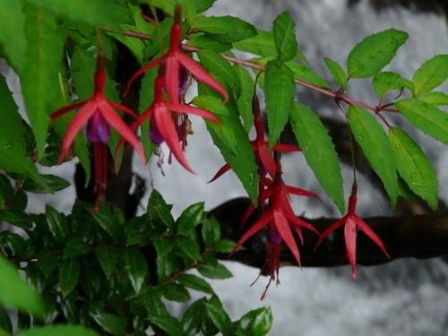 Fuchsia_magellanica
