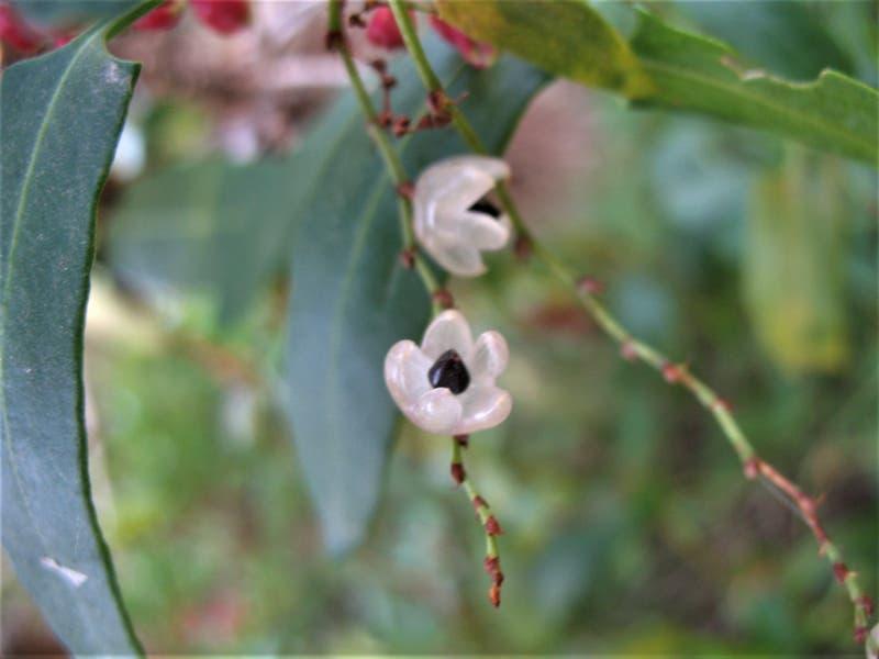 Muehlenbeckia_sagittifolia