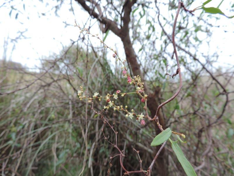 Muehlenbeckia_sagittifolia