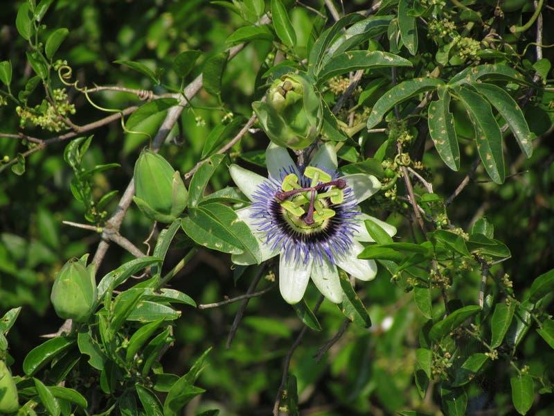 Passiflora_caerulea